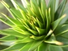 araucaria-araucana